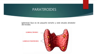 PARATIROIDES
[glándula] Que es de pequeño tamaño y está situada alrededor
del tiroides.
 