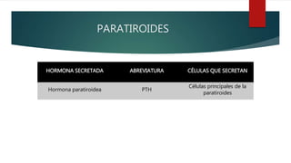 PARATIROIDES
HORMONA SECRETADA ABREVIATURA CÉLULAS QUE SECRETAN
Hormona paratiroidea PTH
Células principales de la
paratiroides
 