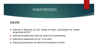 PARATIROIDES
CALCIO:
 Estimula la liberación de Ca2+ desde el hueso, aumentando los niveles
sanguíneos de Ca2+.
 Estimula la reabsorción ósea por parte de los osteoclastos.
 Estimula la reabsorción de Ca2+ en el riñón.
 Estimula la producción de vitamina D activada en el riñón.
 