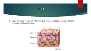 PIEL
 Capa de tejido resistente y flexible que cubre y protege el cuerpo del ser
humano y de los animales.
 
