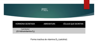 PIEL
HORMONA SECRETADA ABREVIATURA CÉLULAS QUE SECRETAN
Calcifediol
(25-hidroxivitamina D3)
Forma inactiva de vitamina D3 (calcitriol)
 