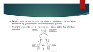  Trópico: esta es una hormona que altera el metabolismo de otro tejido
endocrino, (ej, gonadotropina sirve de mensajero químico).
 Hormona producida en la hipófisis que actúa sobre las glándulas
sexuales.
 