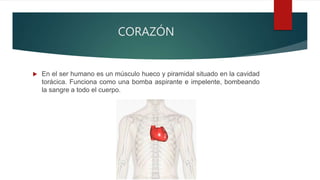 CORAZÓN
 En el ser humano es un músculo hueco y piramidal situado en la cavidad
torácica. Funciona como una bomba aspirante e impelente, bombeando
la sangre a todo el cuerpo.
 
