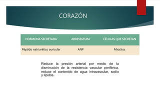 CORAZÓN
HORMONA SECRETADA ABREVIATURA CÉLULAS QUE SECRETAN
Péptido natriurético auricular ANP Miocitos
Reduce la presión arterial por medio de la
disminución de la resistencia vascular periférica,
reduce el contenido de agua intravascular, sodio
y lípidos.
 