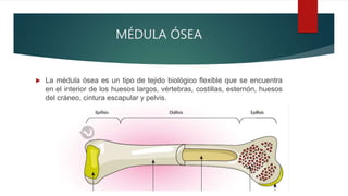 MÉDULA ÓSEA
 La médula ósea es un tipo de tejido biológico flexible que se encuentra
en el interior de los huesos largos, vértebras, costillas, esternón, huesos
del cráneo, cintura escapular y pelvis.
 