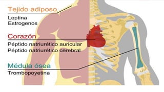 Sistema endocrino