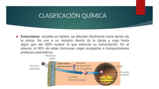 CLASIFICACIÓN QUÍMICA
 Esteroideas: solubles en lípidos, se difunden fácilmente hacia dentro de
la célula. Se une a un receptor dentro de la célula y viaja hacia
algún gen del ADN nuclear al que estimula su transcripción. En el
plasma, el 95% de estas hormonas viajan acopladas a transportadores
proteicos plasmáticos.
 