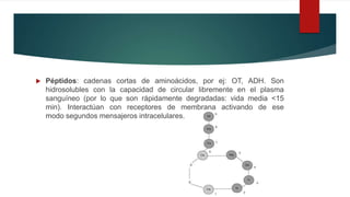  Péptidos: cadenas cortas de aminoácidos, por ej: OT, ADH. Son
hidrosolubles con la capacidad de circular libremente en el plasma
sanguíneo (por lo que son rápidamente degradadas: vida media <15
min). Interactúan con receptores de membrana activando de ese
modo segundos mensajeros intracelulares.
 