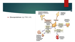 Glucoproteínas: (ej: FSH, LH)
 