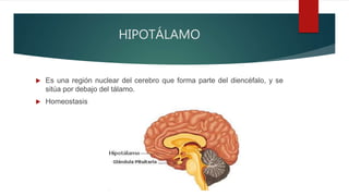 HIPOTÁLAMO
 Es una región nuclear del cerebro que forma parte del diencéfalo, y se
sitúa por debajo del tálamo.
 Homeostasis
 