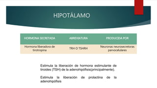 HIPOTÁLAMO
HORMONA SECRETADA ABREVIATURA PRODUCIDA POR
Hormona liberadora de
tirotropina
TRH O TSHRH
Neuronas neurosecretoras
parvocelulares
Estimula la liberación de hormona estimulante de
tiroides (TSH) de la adenohipófisis(principalmente).
Estimula la liberación de prolactina de la
adenohipófisis
 