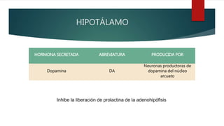 HIPOTÁLAMO
HORMONA SECRETADA ABREVIATURA PRODUCIDA POR
Dopamina DA
Neuronas productoras de
dopamina del núcleo
arcuato
Inhibe la liberación de prolactina de la adenohipófisis
 