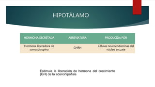 HIPOTÁLAMO
HORMONA SECRETADA ABREVIATURA PRODUCIDA POR
Hormona liberadora de
somatotropina
GHRH
Células neuroendocrinas del
núcleo arcuate
Estimula la liberación de hormona del crecimiento
(GH) de la adenohipófisis
 