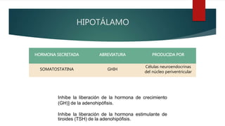 HIPOTÁLAMO
HORMONA SECRETADA ABREVIATURA PRODUCIDA POR
SOMATOSTATINA GHIH
Células neuroendocrinas
del núcleo periventricular
Inhibe la liberación de la hormona de crecimiento
(GH)] de la adenohipófisis.
Inhibe la liberación de la hormona estimulante de
tiroides (TSH) de la adenohipófisis.
 