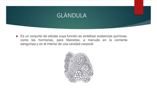GLÁNDULA
 Es un conjunto de células cuya función es sintetizar sustancias químicas,
como las hormonas, para liberarlas, a menudo en la corriente
sanguínea y en el interior de una cavidad corporal.
 
