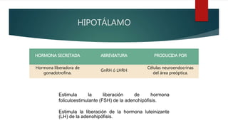 HIPOTÁLAMO
HORMONA SECRETADA ABREVIATURA PRODUCIDA POR
Hormona liberadora de
gonadotrofina.
GnRH ó LHRH
Células neuroendocrinas
del área preóptica.
Estimula la liberación de hormona
foliculoestimulante (FSH) de la adenohipófisis.
Estimula la liberación de la hormona luteinizante
(LH) de la adenohipófisis.
 