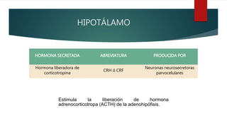 HIPOTÁLAMO
HORMONA SECRETADA ABREVIATURA PRODUCIDA POR
Hormona liberadora de
corticotropina
CRH ó CRF
Neuronas neurosecretoras
parvocelulares
Estimula la liberación de hormona
adrenocorticotropa (ACTH) de la adenohipófisis.
 