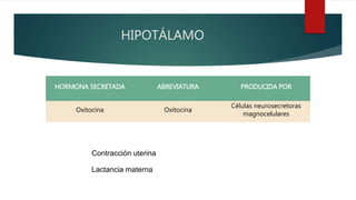 HIPOTÁLAMO
HORMONA SECRETADA ABREVIATURA PRODUCIDA POR
Oxitocina Oxitocina
Células neurosecretoras
magnocelulares
Contracción uterina
Lactancia materna
 