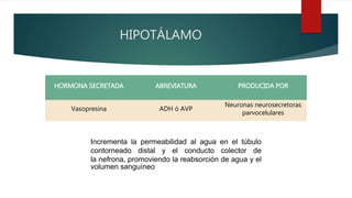 HIPOTÁLAMO
HORMONA SECRETADA ABREVIATURA PRODUCIDA POR
Vasopresina ADH ó AVP
Neuronas neurosecretoras
parvocelulares
Incrementa la permeabilidad al agua en el túbulo
contorneado distal y el conducto colector de
la nefrona, promoviendo la reabsorción de agua y el
volumen sanguíneo
 