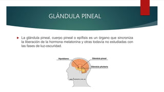 GLÁNDULA PINEAL
 La glándula pineal, cuerpo pineal o epífisis es un órgano que sincroniza
la liberación de la hormona melatonina y otras todavía no estudiadas con
las fases de luz-oscuridad.
 