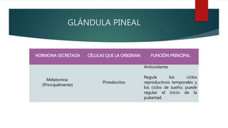 GLÁNDULA PINEAL
HORMONA SECRETADA CÉLULAS QUE LA ORIGINAN FUNCIÓN PRINCIPAL
Melatonina
(Principalmente)
Pinealocitos
Antioxidante
Regula los ciclos
reproductivos temporales y
los ciclos de sueño; puede
regular el inicio de la
pubertad.
 