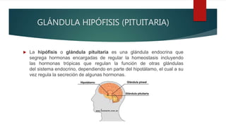 GLÁNDULA HIPÓFISIS (PITUITARIA)
 La hipófisis o glándula pituitaria es una glándula endocrina que
segrega hormonas encargadas de regular la homeostasis incluyendo
las hormonas trópicas que regulan la función de otras glándulas
del sistema endocrino, dependiendo en parte del hipotálamo, el cual a su
vez regula la secreción de algunas hormonas.
 