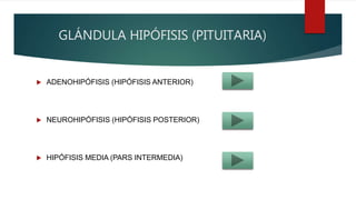 GLÁNDULA HIPÓFISIS (PITUITARIA)
 ADENOHIPÓFISIS (HIPÓFISIS ANTERIOR)
 NEUROHIPÓFISIS (HIPÓFISIS POSTERIOR)
 HIPÓFISIS MEDIA (PARS INTERMEDIA)
 