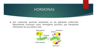 HORMONAS
 Son sustancias químicas localizadas en las glándulas endocrinas.
Básicamente funcionan como mensajeros químicos que transportan
información de una célula a otra.
 