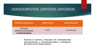 ADENOHIPÓFISIS (HIPÓFISIS ANTERIOR)
HORMONA SECRETADA ABREVIATURA PRODUCIDA POR
Hormona
adrenocorticotropica
(corticotropina)
ACTH Corticotropas
Estimula la síntesis y liberación de corticosteroides
(glucocorticoide y mineralcorticoides) y andrógenos
por parte de la corteza adrenal.
 