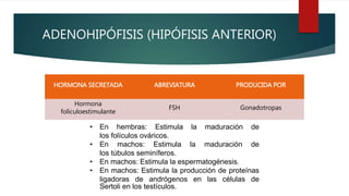 ADENOHIPÓFISIS (HIPÓFISIS ANTERIOR)
HORMONA SECRETADA ABREVIATURA PRODUCIDA POR
Hormona
foliculoestimulante
FSH Gonadotropas
• En hembras: Estimula la maduración de
los folículos ováricos.
• En machos: Estimula la maduración de
los túbulos seminíferos.
• En machos: Estimula la espermatogénesis.
• En machos: Estimula la producción de proteínas
ligadoras de andrógenos en las células de
Sertoli en los testículos.
 