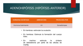 ADENOHIPÓFISIS (HIPÓFISIS ANTERIOR)
HORMONA SECRETADA ABREVIATURA PRODUCIDA POR
Hormona luteinizante LH Gonadotropas
• En hembras: estimulan la ovulación.
• En hembras: Estimula la formación del cuerpo
lúteo.
• En machos: estimula la síntesis
de testosterona por parte de las células de
Leydig.
 