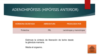 ADENOHIPÓFISIS (HIPÓFISIS ANTERIOR)
HORMONA SECRETADA ABREVIATURA PRODUCIDA POR
Prolactina PRL Lactotropas y mamotropas
Estimula la síntesis de liberación de leche desde
la glándula mamaria.
Media el orgasmo.
 