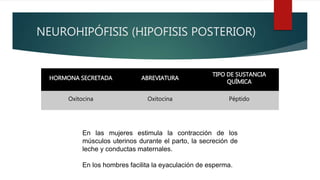 NEUROHIPÓFISIS (HIPOFISIS POSTERIOR)
HORMONA SECRETADA ABREVIATURA
TIPO DE SUSTANCIA
QUÍMICA
Oxitocina Oxitocina Péptido
En las mujeres estimula la contracción de los
músculos uterinos durante el parto, la secreción de
leche y conductas maternales.
En los hombres facilita la eyaculación de esperma.
 