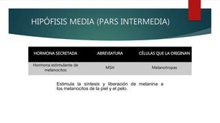 HIPÓFISIS MEDIA (PARS INTERMEDIA)
HORMONA SECRETADA ABREVIATURA CÉLULAS QUE LA ORIGINAN
Hormona estimulante de
melanocitos
MSH Melanotropas
Estimula la síntesis y liberación de melanina a
los melanocitos de la piel y el pelo.
 