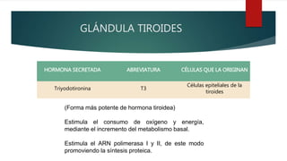 GLÁNDULA TIROIDES
HORMONA SECRETADA ABREVIATURA CÉLULAS QUE LA ORIGINAN
Triyodotironina T3
Células epiteliales de la
tiroides
(Forma más potente de hormona tiroidea)
Estimula el consumo de oxígeno y energía,
mediante el incremento del metabolismo basal.
Estimula el ARN polimerasa I y II, de este modo
promoviendo la síntesis proteica.
 