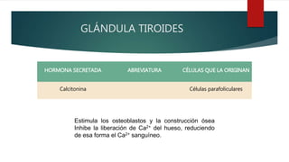 GLÁNDULA TIROIDES
HORMONA SECRETADA ABREVIATURA CÉLULAS QUE LA ORIGINAN
Calcitonina Células parafoliculares
Estimula los osteoblastos y la construcción ósea
Inhibe la liberación de Ca2+ del hueso, reduciendo
de esa forma el Ca2+ sanguíneo.
 