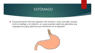 ESTÓMAGO
 Ensanchamiento del tubo digestivo del hombre y otros animales situado
entre el esófago y el intestino, en cuyas paredes están las glándulas que
segregan los jugos gástricos que intervienen en la digestión.
 