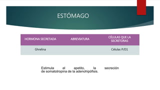 ESTÓMAGO
HORMONA SECRETADA ABREVIATURA
CÉLULAS QUE LA
SECRETORAS
Ghrelina Células P/D1
Estimula el apetito, la secreción
de somatotropina de la adenohipófisis.
 