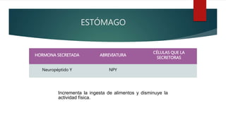 ESTÓMAGO
HORMONA SECRETADA ABREVIATURA
CÉLULAS QUE LA
SECRETORAS
Neuropéptido Y NPY
Incrementa la ingesta de alimentos y disminuye la
actividad física.
 