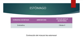 ESTÓMAGO
HORMONA SECRETADA ABREVIATURA
CÉLULAS QUE LA
SECRETORAS
Endotelina Células X
Contracción del músculo liso estomacal
 