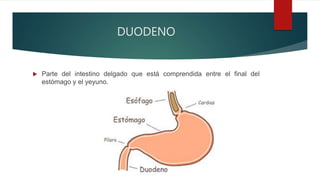 DUODENO
 Parte del intestino delgado que está comprendida entre el final del
estómago y el yeyuno.
 