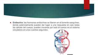 Endocrina: las hormonas endocrinas se liberan en el torrente sanguíneo,
donde potencialmente pueden dar lugar a una respuesta en casi todas
las células del cuerpo; pueden moverse por todo el cuerpo en el sistema
circulatorio en unos cuantos segundos.
 