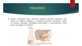 PÁNCREAS
 Órgano peritoneal mixto, exocrino (segrega enzimas digestivas que
pasan al intestino delgado) y endocrino (produce hormonas, como
la insulina, glucagón, polipéptido pancreático y somatostatina, entre
otros, que pasan a la sangre).
 
