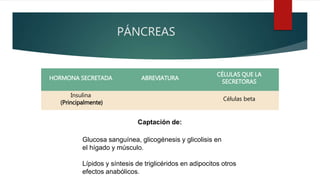 PÁNCREAS
HORMONA SECRETADA ABREVIATURA
CÉLULAS QUE LA
SECRETORAS
Insulina
(Principalmente)
Células beta
Glucosa sanguínea, glicogénesis y glicolisis en
el hígado y músculo.
Lípidos y síntesis de triglicéridos en adipocitos otros
efectos anabólicos.
Captación de:
 