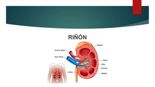 RIÑÓN
 