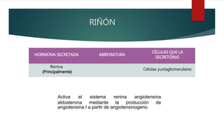 RIÑÓN
HORMONA SECRETADA ABREVIATURA
CÉLULAS QUE LA
SECRETORAS
Renina
(Principalmente)
Células yuxtaglomerulares
Activa el sistema renina angiotensina
aldosterona mediante la producción de
angiotensina I a partir de angiotensinogeno.
 