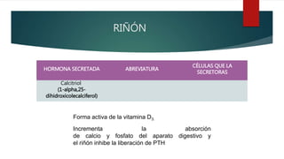 RIÑÓN
HORMONA SECRETADA ABREVIATURA
CÉLULAS QUE LA
SECRETORAS
Calcitriol
(1-alpha,25-
dihidroxicolecalciferol)
Forma activa de la vitamina D3.
Incrementa la absorción
de calcio y fosfato del aparato digestivo y
el riñón inhibe la liberación de PTH
 