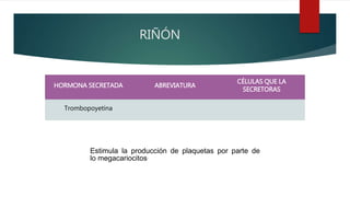 RIÑÓN
HORMONA SECRETADA ABREVIATURA
CÉLULAS QUE LA
SECRETORAS
Trombopoyetina
Estimula la producción de plaquetas por parte de
lo megacariocitos.
 