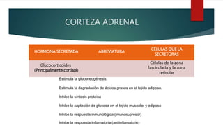 CORTEZA ADRENAL
HORMONA SECRETADA ABREVIATURA
CÉLULAS QUE LA
SECRETORAS
Glucocorticoides
(Principalmente cortisol)
Células de la zona
fasciculada y la zona
reticular
Estimula la gluconeogénesis.
Estimula la degradación de ácidos grasos en el tejido adiposo.
Inhibe la síntesis proteica
Inhibe la captación de glucosa en el tejido muscular y adiposo
Inhibe la respuesta inmunológica (imunosupresor)
Inhibe la respuesta inflamatoria (antiinflamatorio)
 