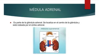 MÉDULA ADRENAL
 Es parte de la glándula adrenal. Se localiza en el centro de la glándula y
está rodeada por el córtex adrenal.
 